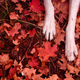 Illustration for article titled Shooting Challenge Fall Leaves Gallery 1